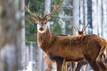 Red deer in winter forest. wildlife, Protection of Nature. Raising deer in their natural environment.