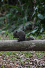 squirrel on a tree