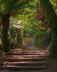 The trail road to Liffey Falls in Tasmania, Australia. 