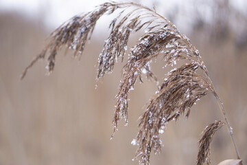 Dry coastal reed cowered with snow, vertical nature background
