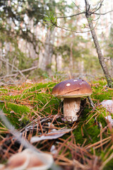 Mushroom in moss 1
