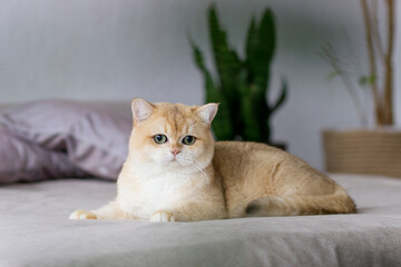 Fototapeta na wymiar Golden British shorthair cat with big green eyes relaxing on satin bed and staring at the camera