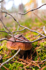 Mushroom in moss 2