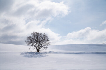 冬美瑛滑らかな雪原の一本木