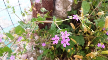 Wild geranium beautiful pink flowers