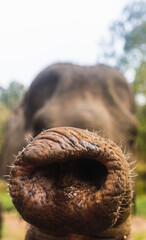 Obraz premium close-up of an elephant's trunk