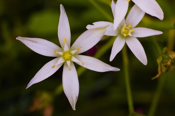close-up of ornithogalum flowers in the garden