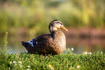 Wild duck mallard on green grass. High quality photo