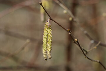 Hazel catkins