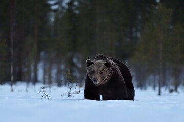 Obraz na płótnie Canvas Wild brown bear walking on snow with forest background