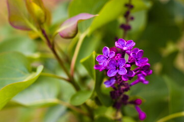 flowers in the garden