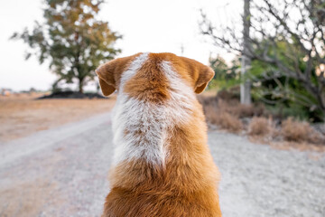 sitting dog from behind looking  