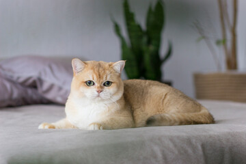 Golden British shorthair cat with big green eyes relaxing on satin bed and staring at the camera