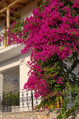 Residential house with bougainvilea in Kournas on Crete in Greece, Europe
