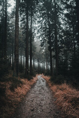 Moody road in forest