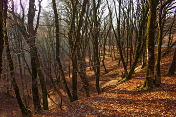 Fallen trees in the autumn forest.