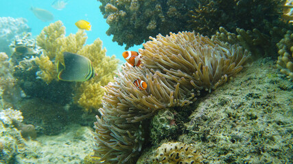 Clown Anemonefish and anemone on coral reef. Underwater world with corals and tropical fishes