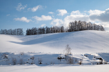 Fototapeta na wymiar 冬美瑛の樹影かかる丘の風景