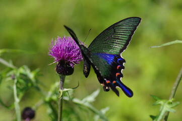 Fototapeta premium ノアザミとカラスアゲハ