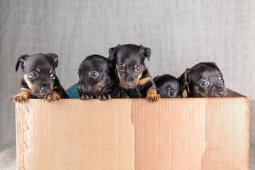 Adorable young Jack russell terrier puppies. The five dogs are in a cardboard box