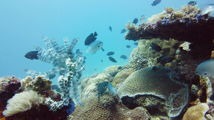 Naklejka na ściany i meble Underwater fish garden reef. Reef coral scene. Seascape under water. Leyte, Philippines.