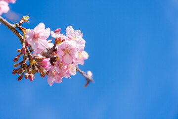 三重県松阪市　青空に映える笠松河津桜の枝