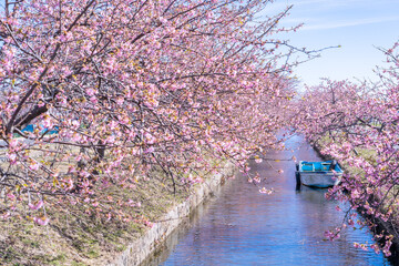 三重県松阪市　水路沿いに咲く笠松河津桜ロードとボート
