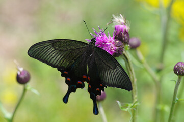 ノアザミとカラスアゲハ