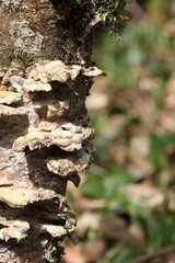 Fungus on tree trunk