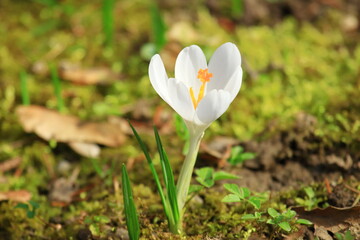 White crocus flowers, spring flowering plants on meadow