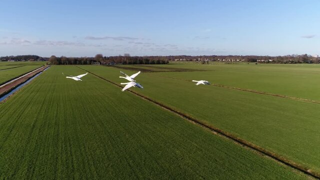 Close up slow motion view of four mute swans migrating these birds are partial migrant being resident over areas of Western and Eastern Europe but wholly migratory in Asia 4k high resolution footage