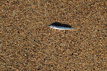 Kleiner Fisch auch Kies, little fish on gravel