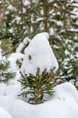 Snow-covered branches of tree during a winter snowfall