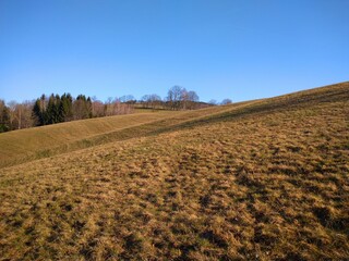 
landscape with meadow and trees in early spring