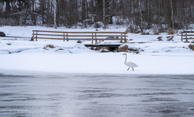 Swan in winter