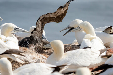 A fighting colony of Gannets attack a young bird on a rock. Sea in the background. Helgoland