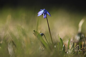 Scilla siberica, blue flowers in the grass