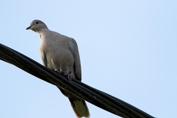 A portrait of a simple pigeon sitting on a black electrical high voltage wire looking around with a clear blue sky behind it during a sunny day.