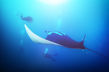 Group of divers on background observer huge beautiful manta ray swimming in the ocean