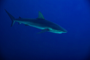 Obraz premium Side photo of Galapagos or requiem shark,swim in the school of small fishes deep underwater
