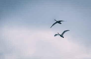 Swans in flight
