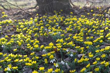 Frühlingsboten - Winterlinge und Schneeglöckchen verkünden das Frühjahr, Frühlingsbeginn mit...
