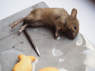 Dead mouse on glue. Mousetrap for domestic rodents. A gray mouse or rat lies bogged down in a...