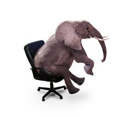 Happy small elephant with funny eyes sit on the office chair isolated on white