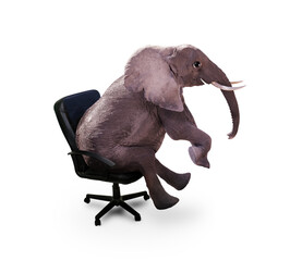 Obraz premium Happy small elephant with funny eyes sit on the office chair isolated on white