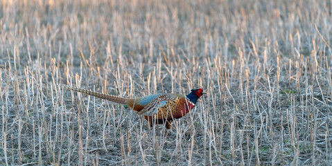 Pheasant in the field