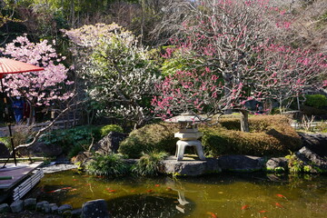 Pink and white Plum Blossoms on Japanese garden background in early spring. Japan - 紅白 梅の花 日本