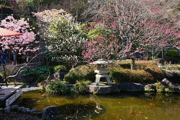Fototapeta na wymiar Pink and white Plum Blossoms on Japanese garden background in early spring. Japan - 紅白 梅の花 日本