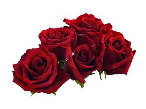 Red rose flowers arrangement isolated on black background