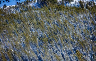 Snow covered fir forest in mountains areal from above